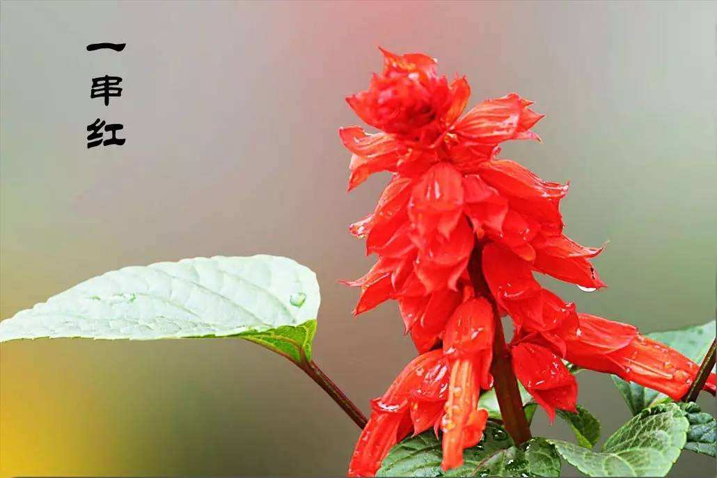 常見(jiàn)植物之一串紅