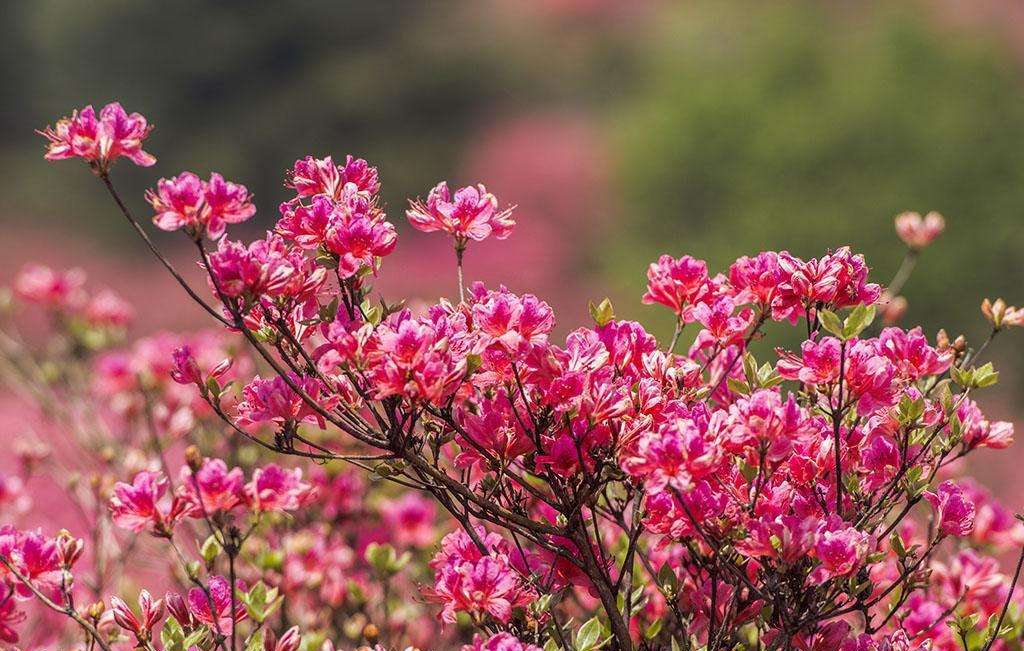 常見(jiàn)植物之杜鵑