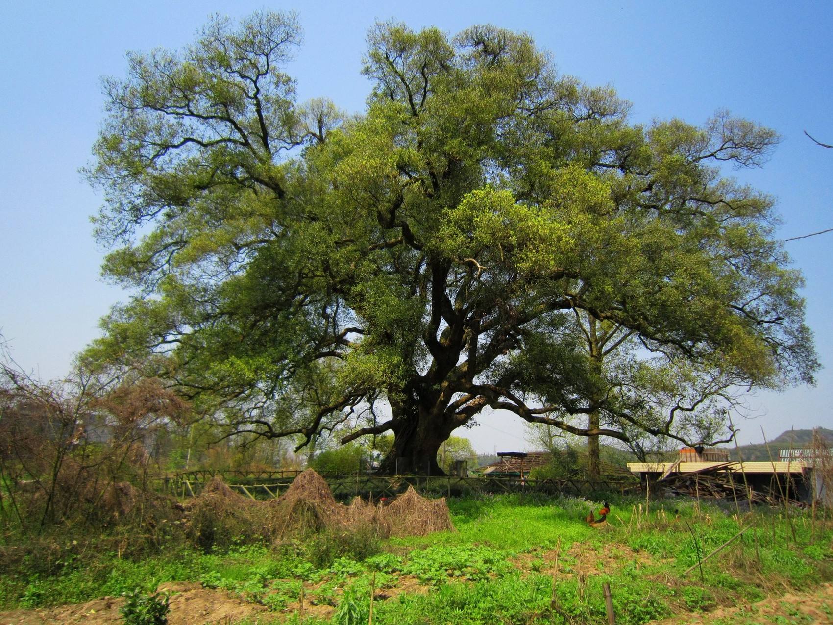 常見(jiàn)植物之樟樹(shù)